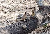 Golden-mantled Ground Squirrel 2022